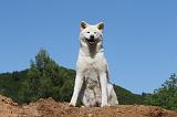AKITA INU 495